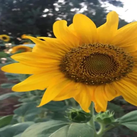 Tranquil Villa In Apulia Βίλα Cisternino