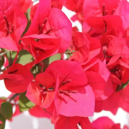 Tranquil Villa in Apulia * Cisternino