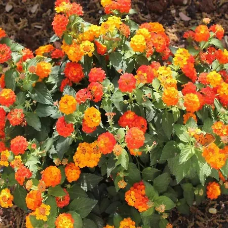 Villa Tranquil Villa In Apulia Cisternino